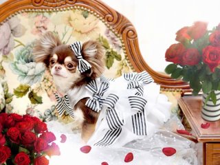 ラヴィアンローズ マイフェアレディ フラワー*フェアリー ロング ＆アクセ2点 マイフェアレディ フラワー*フェアリー ピュア ブルー - La vie