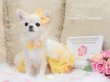 画像1: スイートプリンセス（オレンジ&イエロー） (1)