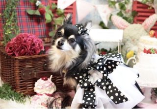 犬ドレス マイフェアレディ ラヴィアンローズ