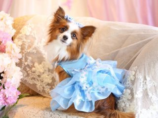 犬ドレス マイフェアレディ ラヴィアンローズ